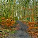Forest Walk
